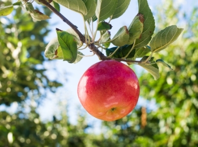 Incorporation : le fruit est mûr