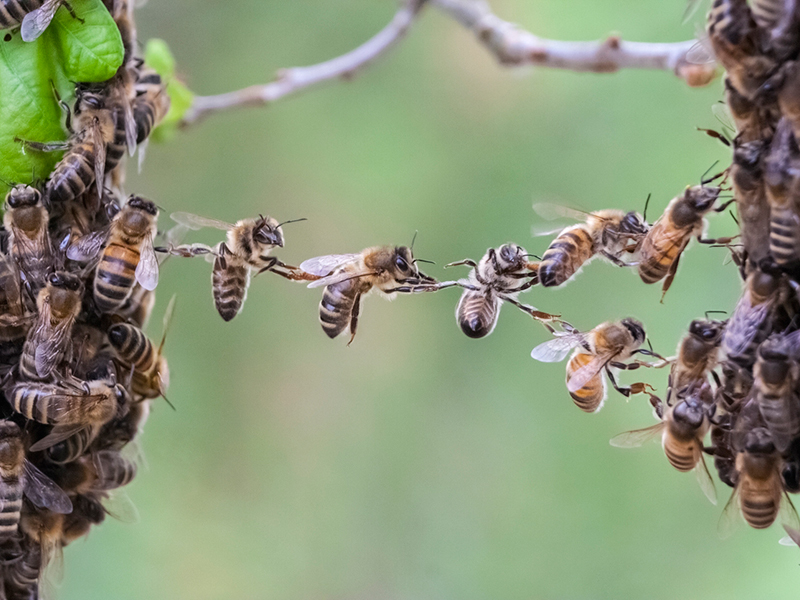 La confiance dans le travail d'équipe d'abeilles reliant deux parties de l'essaim d'abeilles photo d'archive